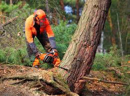 Trusted Center, CO Tree Services Experts