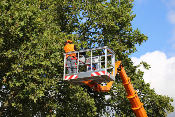 How Our Tree Care Process Works  in Center, CO