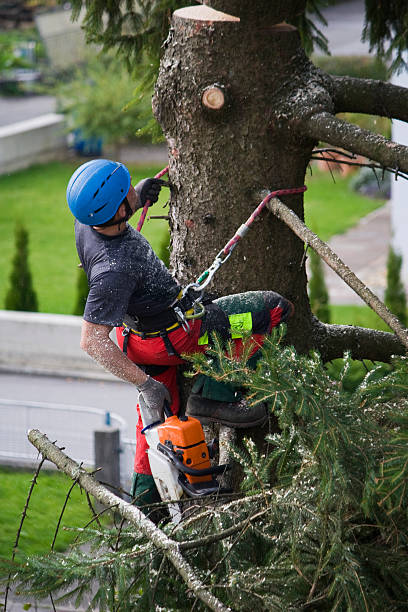 Best Lawn Drainage Solutions  in Center, CO