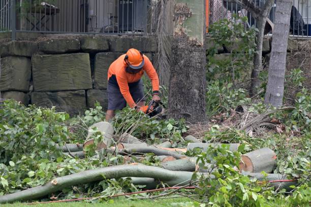 Best Arborist Consultation Services  in Center, CO